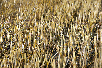 Image showing stack of straw in the field