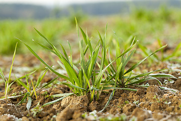 Image showing young grass plants, close-up