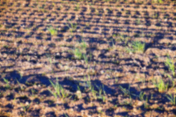 Image showing young grass plants, close-up