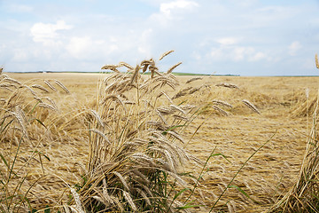 Image showing farm field cereals