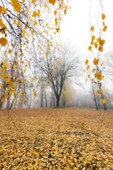 Image showing Autumn Park, overcast