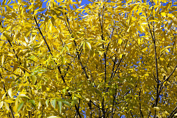 Image showing autumn in the park