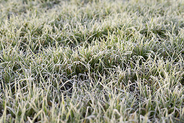 Image showing young grass plants, close-up