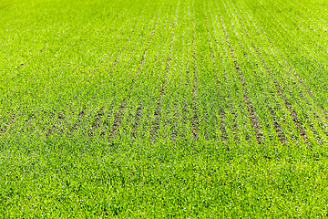 Image showing Agriculture. cereals. Spring