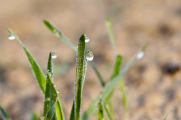 Image showing young grass plants, close-up