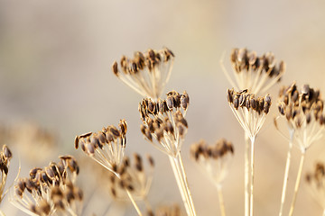 Image showing mature dill close-up