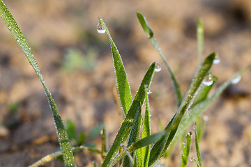 Image showing young grass plants, close-up