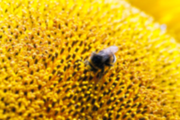 Image showing flower Sunflower, close-up