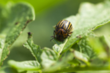 Image showing Colorado potato beetle in the field