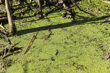 Image showing swamp, the end of summer