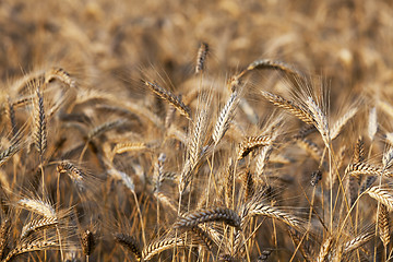 Image showing cereal farming field