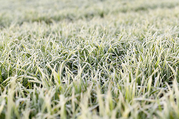 Image showing young grass plants, close-up