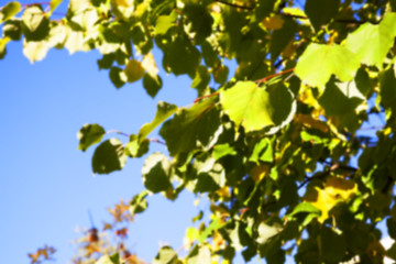 Image showing autumn in the park