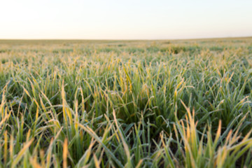 Image showing wheat during frost