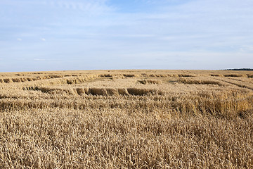 Image showing ripe yellow cereals