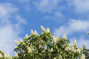 Image showing blooming chestnut tree in the spring