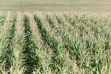 Image showing corn field, agriculture