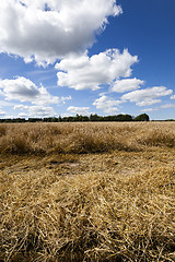 Image showing harvest of cereals