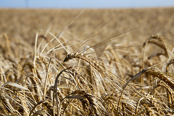 Image showing ripe yellow cereals