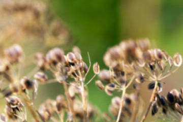 Image showing brown fennel stalk