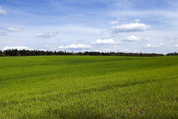 Image showing cultivation of cereals. Spring