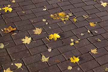 Image showing leaves on the sidewalk, autumn