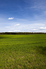 Image showing sprouted cereal. Spring