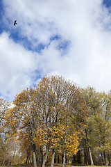 Image showing yellowing leaves on the trees