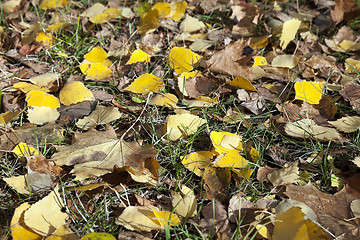 Image showing autumn in the park