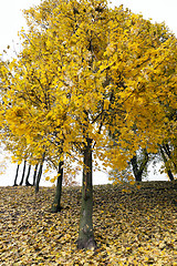 Image showing autumn in the park