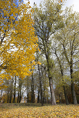 Image showing autumn in the park