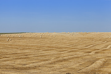 Image showing haystacks in a field of straw