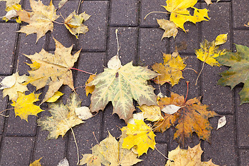 Image showing leaves on the sidewalk, autumn