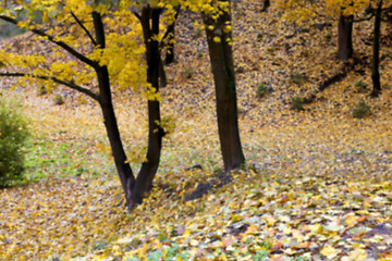 Image showing autumn in the park