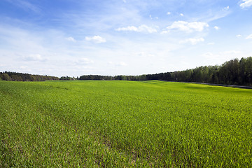Image showing cereal field in spring