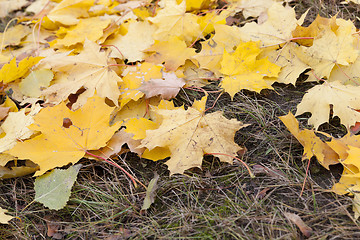 Image showing fallen leaves in autumn