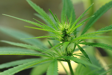 Image showing green marijuana plant