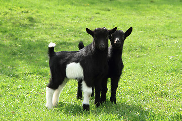 Image showing black goat babies in the grass