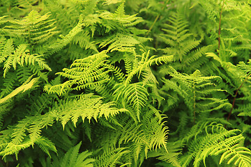 Image showing green fern leaves texture