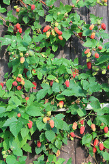 Image showing raspberries plant background