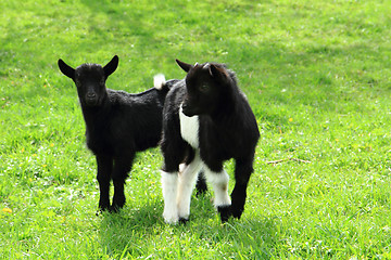 Image showing black goat babies in the grass