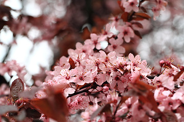 Image showing cherries flowers background