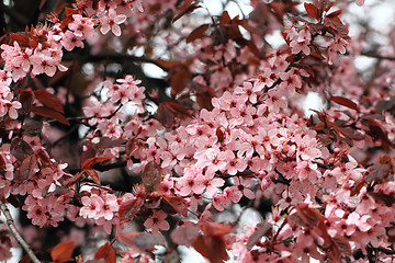 Image showing cherries flowers background