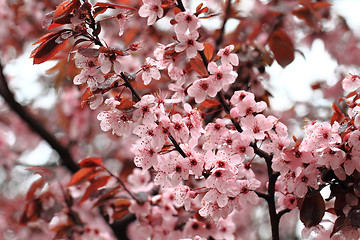 Image showing cherries flowers background