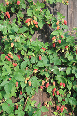 Image showing raspberries plant background