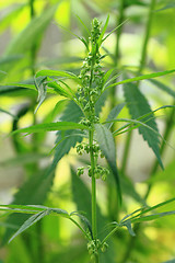 Image showing green marijuana plant