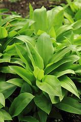 Image showing wild garlic plant