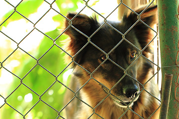 Image showing dog in the cage 