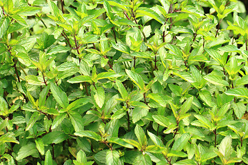 Image showing mint leaves texture