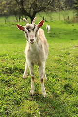 Image showing white goat in the green grass\r\n